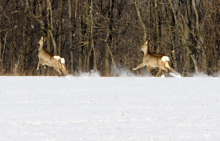 Gamta: miško gyvūnai sugeba išgyventi ir šalčiausią žiemą.