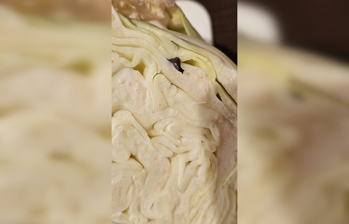 Išlindo: pjaustyto kopūsto galvą įsigijusi ukrainietė nustėro, kai išvydo lendantį moliuską, panašų į sraigę.