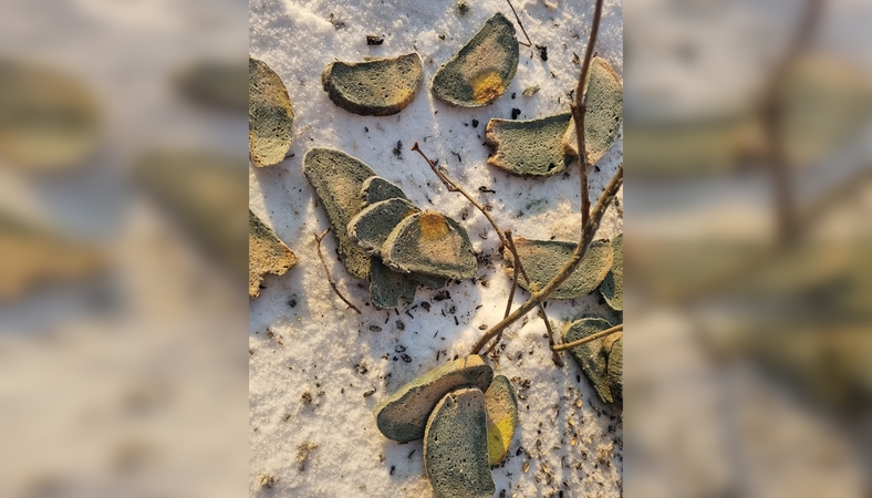 Šeria: mieste apstu duonos gabalėlių – jų galima rasti ir šalia atliekų konteinerių.