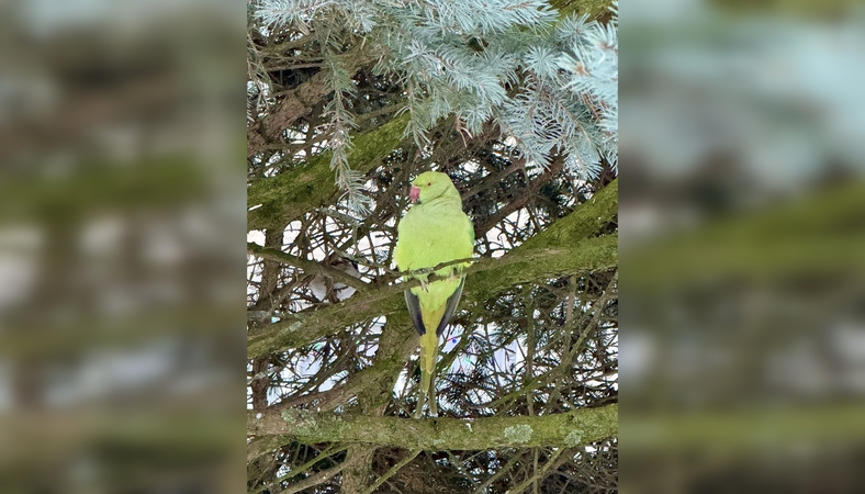Klaipėdiečius stebina eglėje įsitaisiusi papūga