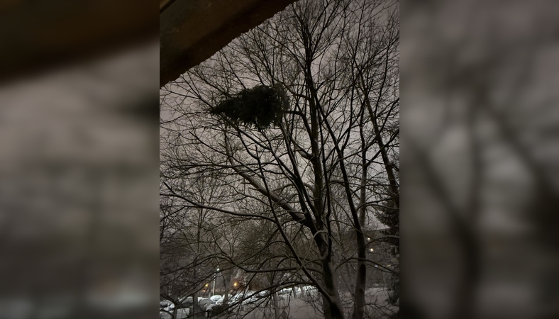 Netvarka: pro daugiabučio langą išmesta eglė nukrito ne ant žemės, o pakibo medyje – vaizdas nustebino klaipėdiečius.