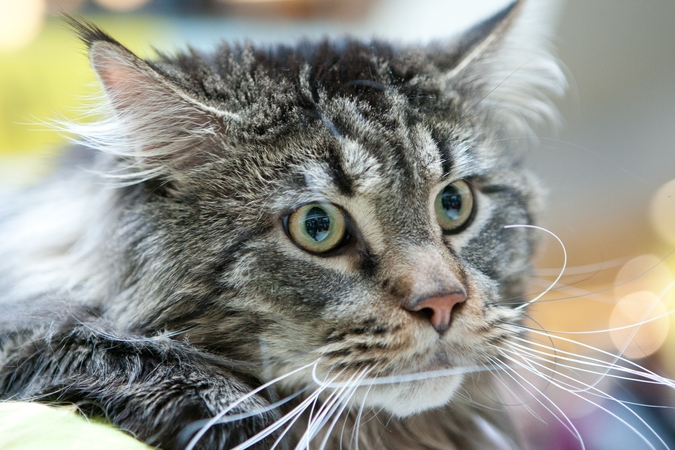 Dėl katės mirties nedarbingumo pažymėjimą turėjęs vyras neteko darbo, bet prisiteisė 40 tūkst. eurų