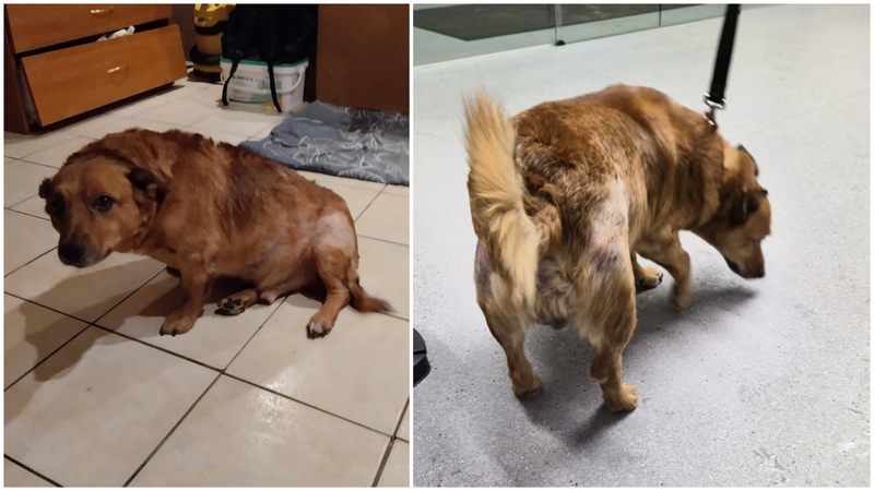 Prašo pagalbos tam, kuris negali paprašyti: keturkojo kūno skausmas tapo jo praeities atspindžiu