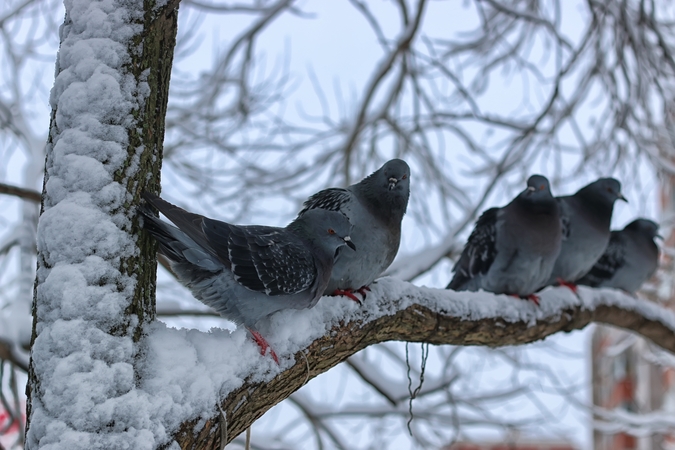 Balandis atskrido prie jūsų lango – neignoruokite jo: gali atskleisti, kas laukia artimiausiu metu