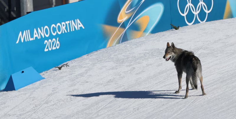 Staigmena: olimpinė arena nuščiuvo pamačiusi, kad įkandin slidininkių atlekia ir didelis šuo. 