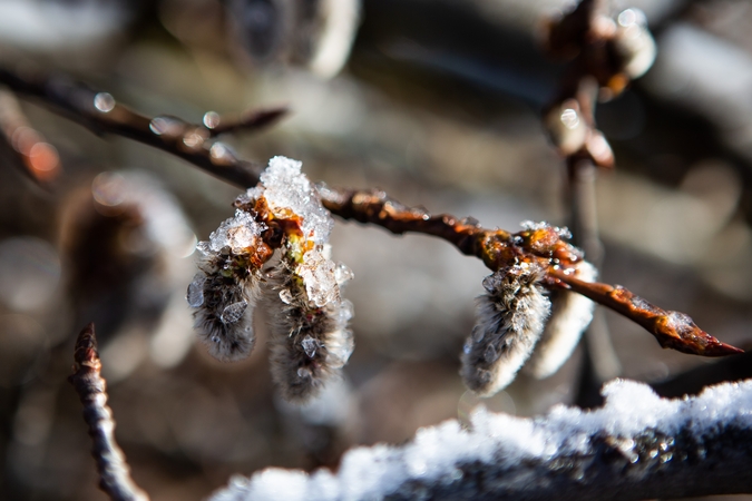 Meteorologai: pamažu prasidės ankstyvasis pavasaris