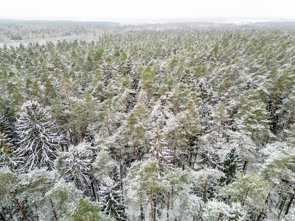 Aplinkos apsaugos komitete – Miškų įstatymo pataisos