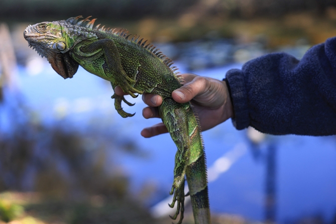 Floridoje – siaubinga gamtos staigmena: iš dangaus krenta iguanos