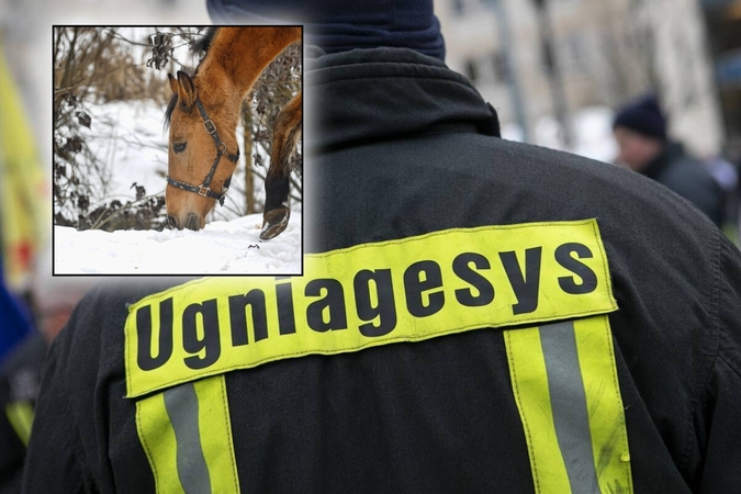 Šilalės rajone ugniagesių pagalbos prireikė arkliui