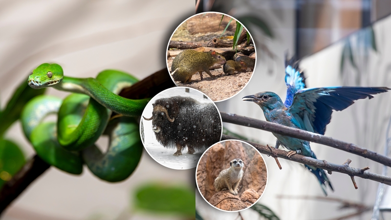 Lietuvos zoologijos sode – rekordiniai metai: šimtai jauniklių ir dešimtys naujų rūšių