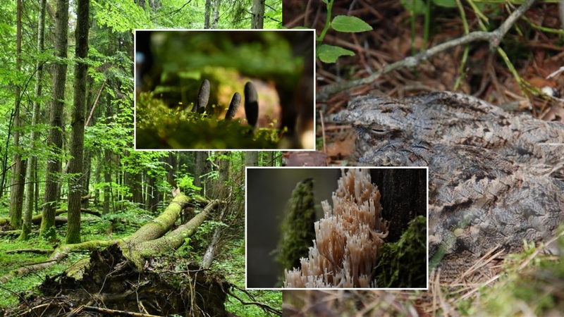 Miško darbai „Natura 2000“ teritorijose: mitai ir realybė