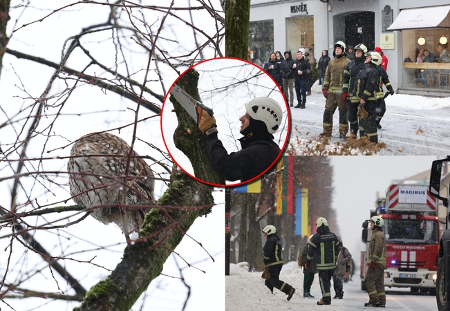 Laisvės alėjoje – nekasdienė gelbėjimo operacija