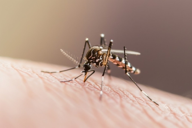Tropinis virusas puola Europą: kaip apsisaugoti nuo šios pavojingos ligos?