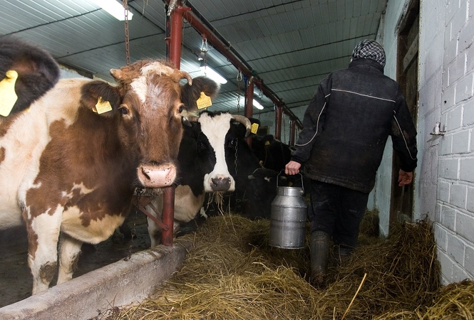 Galvijų augintojams – 8,5 mln. eurų parama