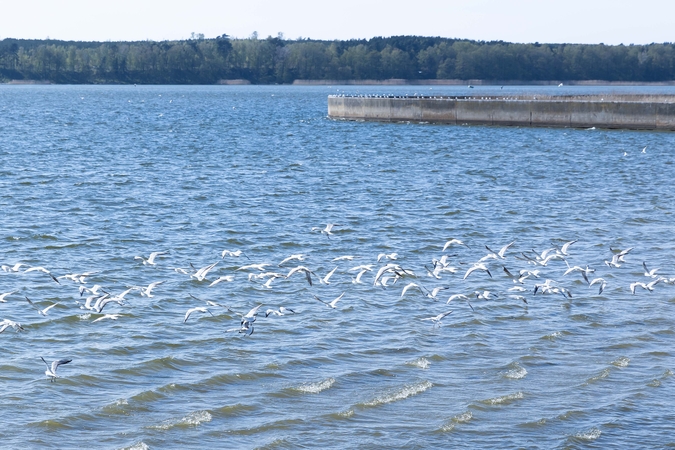 Žvejybos įmonių pasitraukimas sumažino Kuršių mariose sugaunamą laimikį
