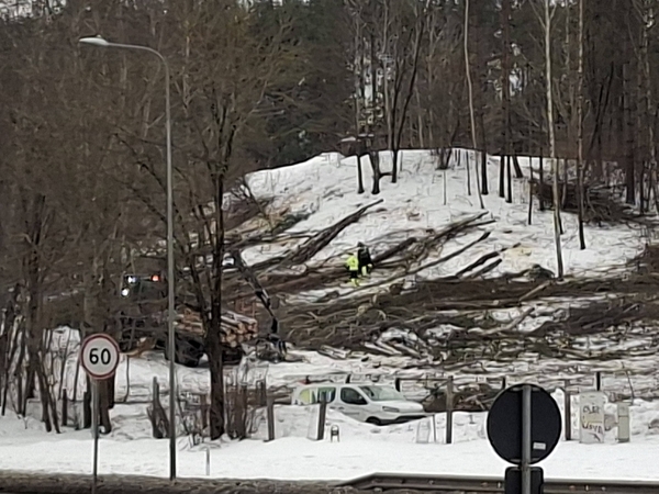 Vilniečiams – šokas: klausimų sukėlė kertami medžiai