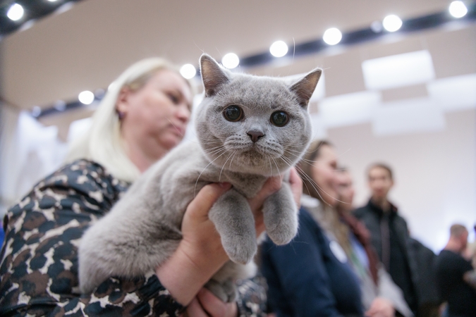 Kaune susibūrė kačių mylėtojai