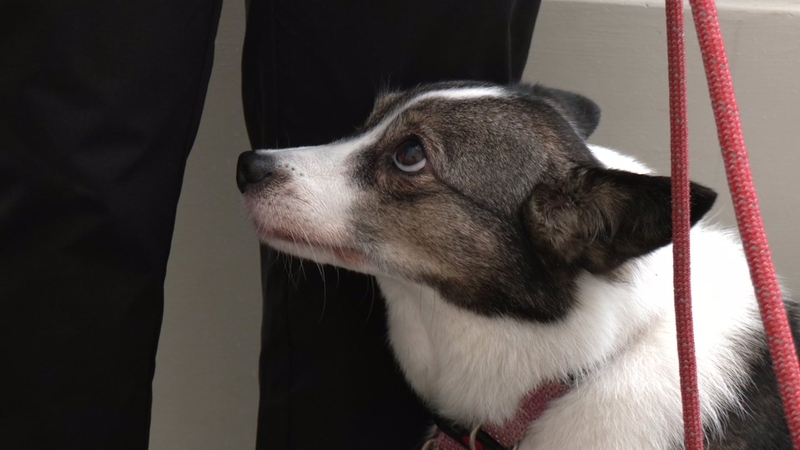 Veterinaras įspėja: ši klaida su svetimu šunimi dažnai baigiasi įkandimu