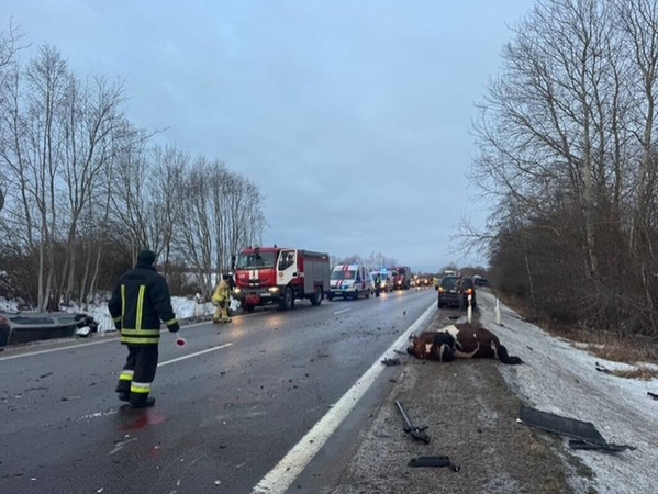 Kraupus rytas: į kelią, kuriame leistinas 90 km/val. greitis, išbėgo devyni arkliai – yra žuvusių