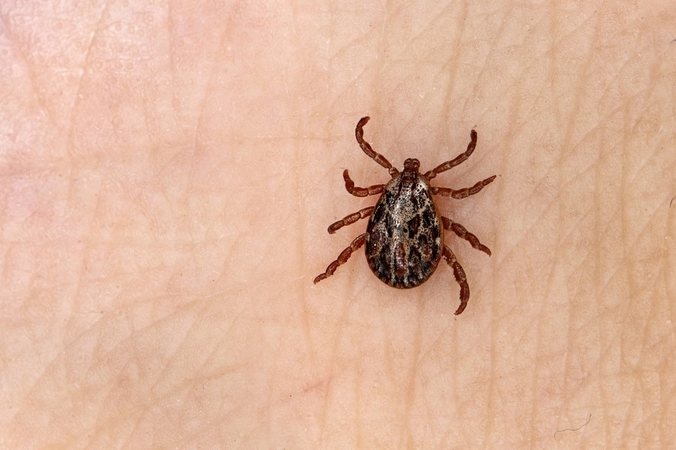 Po šaltos žiemos – žinia iš epidemiologės