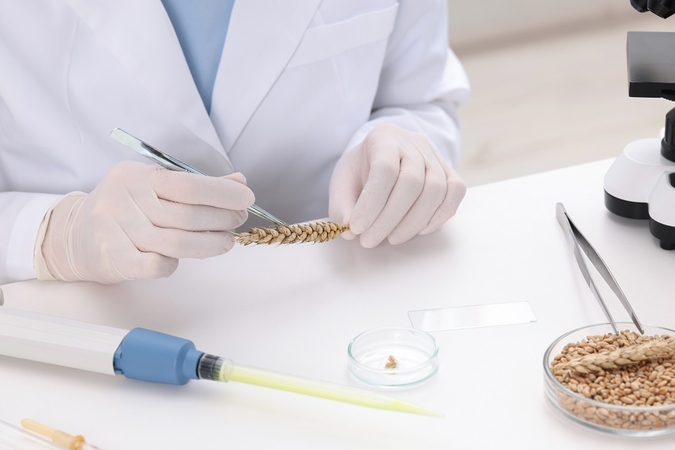 Tarnyba dėl GMO tirs įvežamus grūdus ir jų produktus