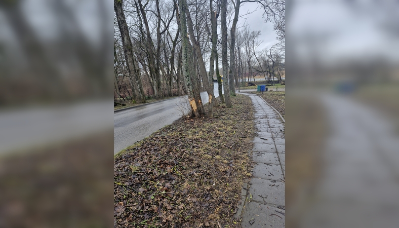 Įrodymas: klaipėdiečiai džiaugiasi jau sutvarkyta Jaunystės gatve.