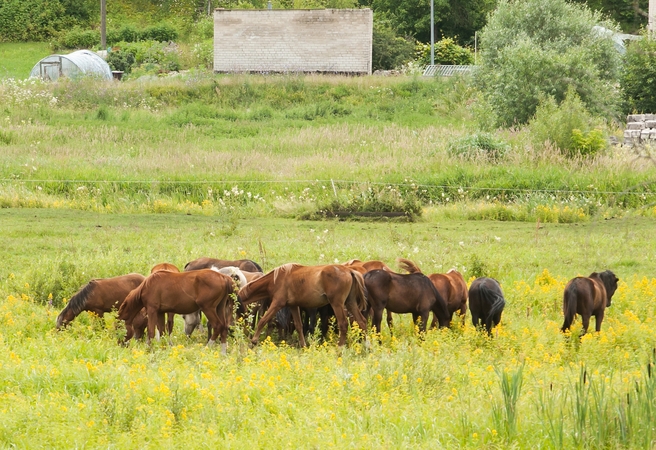 Riešės žirgynas