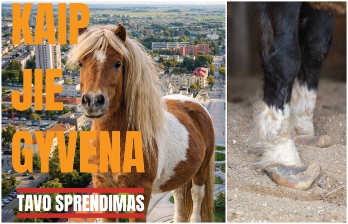 VMVT įspėja: perteklinis lepinimas žaloja gyvūnus 