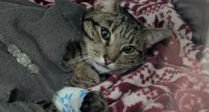 Išgydė: Jungtinės Karalystės veterinarams teko gelbėti jauną katiną, kuris suėdė šeimininkų plaukų gumytes.