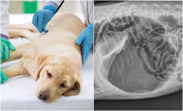 Laikas: štai taip atrodo užsisukusio ir išsiplėtusio skrandžio vaizdas pilvo rentgenogramoje. Veterinarijos gydytojai įspėja, kad kuo anksčiau pradedama gydyti, tuo didesnė gyvūno išgyvenamumo tikimybė.