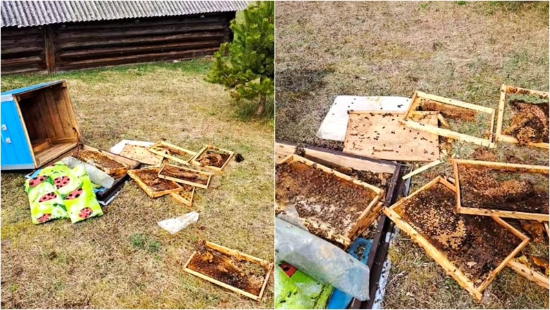 Meška nusiaubė bityną Ignalinos rajone