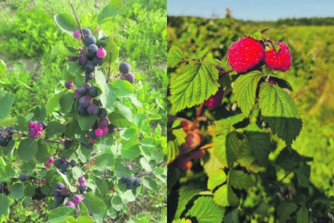 Vitaminų ūkis jau atsigauna po šaltos žiemos