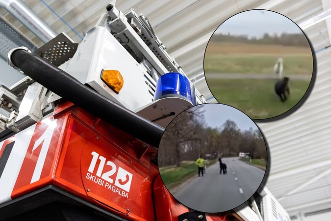 Kelyje – neįprasta gelbėjimo operacija: teko padėti sutrikusioms alpakoms