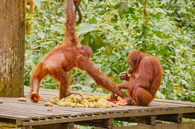 Indonezijoje dėl ekologiškomis laikomų pakuočių įmonės iškirstas orangutanų miškas