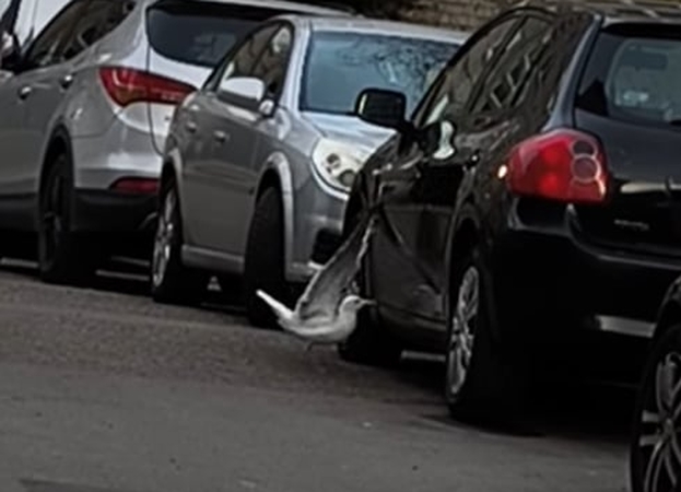Užpuolimas: kiras, pamatęs save automobilio atspindyje, galbūt pagalvojo, kad mato priešininką.