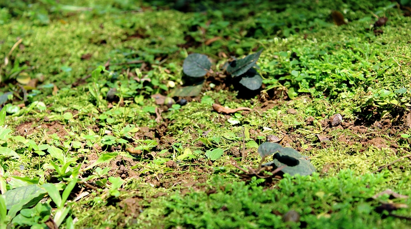 Pamiškėje rasta talpa su šoviniais ir ginklo dalimis
