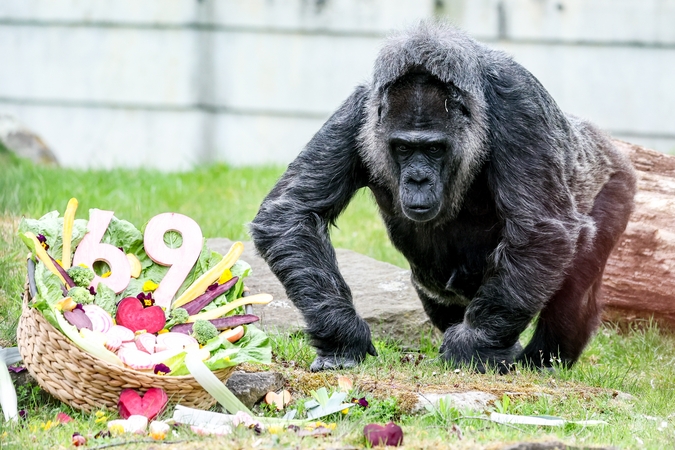 Berlyno zoologijos sodas švenčia rekordinį 69-ąjį gorilos Fatou gimtadienį