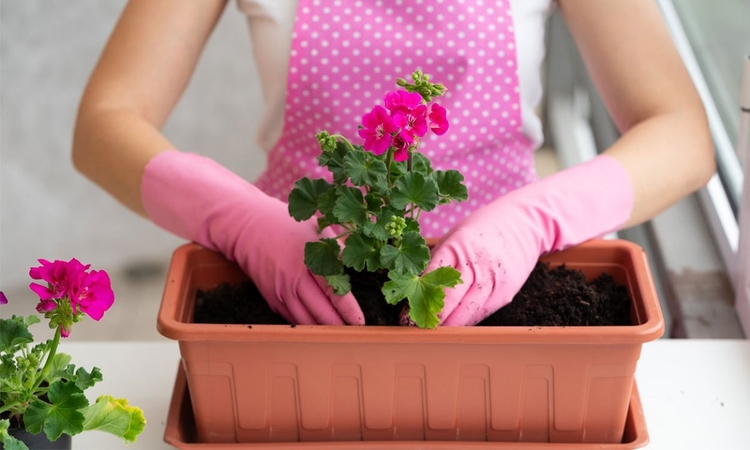 Startas: pradėti sodininkystės sezoną galima nuo pelargonijų vazonuose, kurios balkone ar terasoje savo žiedais leis mėgautis visą sezoną.