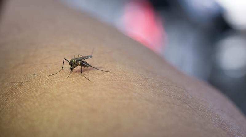Mokslininkai įvardijo, kuriuos žmones uodai puola dažniausiai