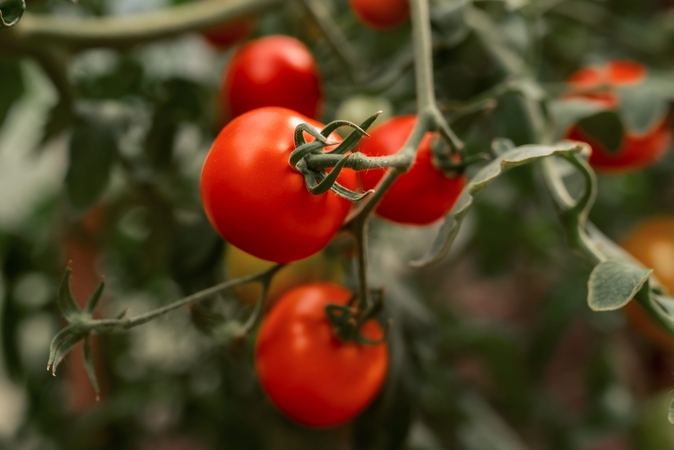 Pomidorai