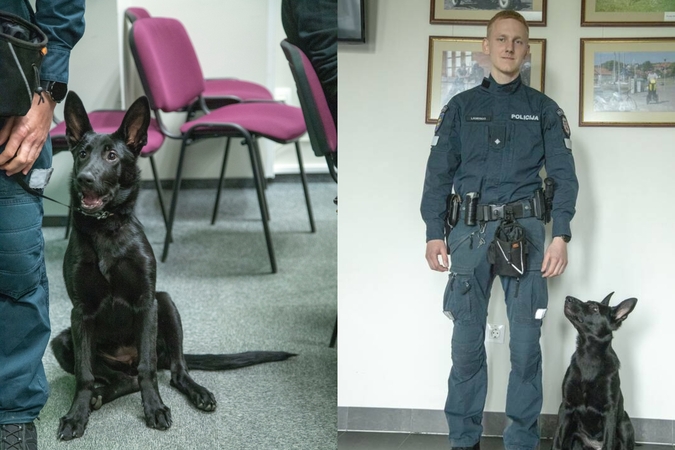 Misija: D. Laurynas turi užduotį išmokyti Orką atlikti daugybę specialių užduočių.