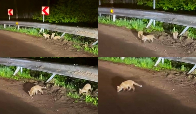 Naktinis siurprizas kelyje: vairuotoja užfiksavo širdį virpinantį vaizdą