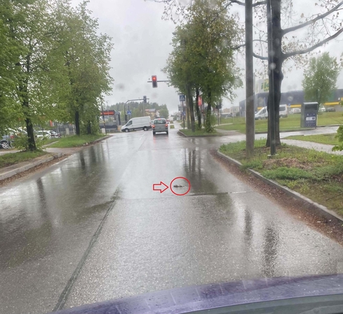 Anonimas sėja paniką dėl negyvos žiurkės kelyje