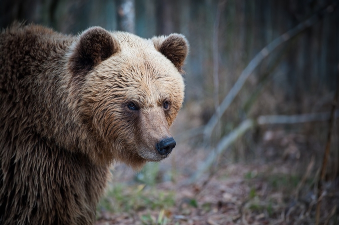 Lenkas spruko nuo garaže pasislėpusio lokio