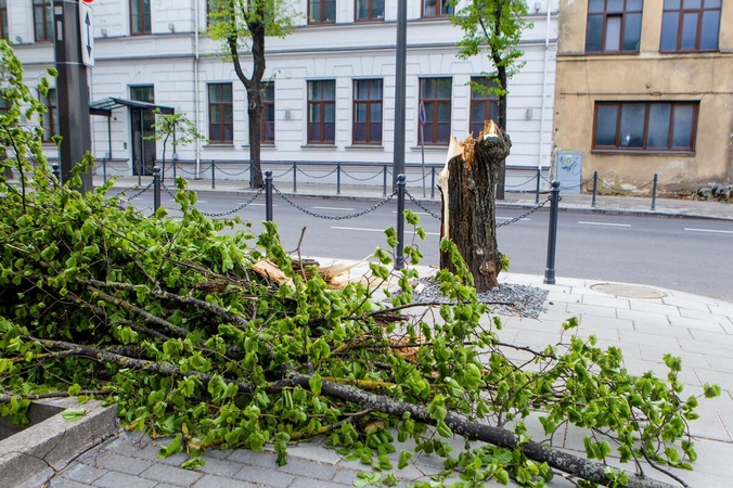 Chaosas dėl nuvirtusių medžių: užtvėrė kelią į kempingą, išgriovė avilius