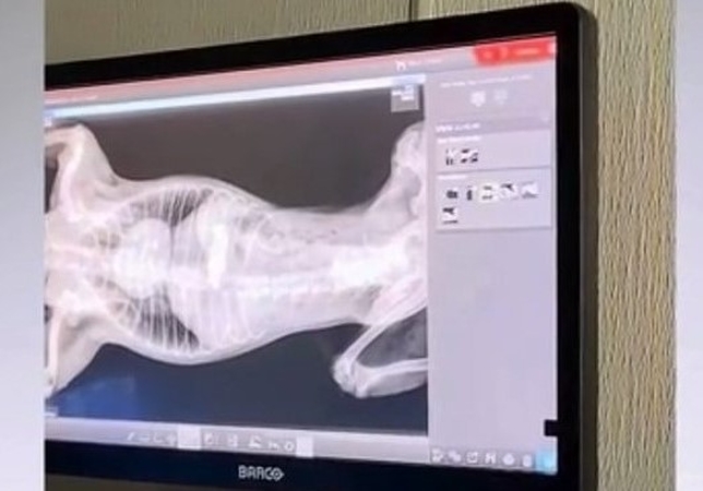 Iš šuns pilvo ištraukė 750 prabos auksinį papuošalą
