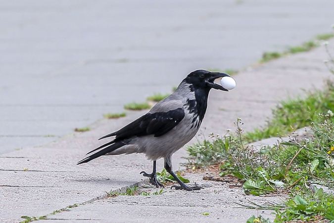 Šturmuoja: Laukininkų gatvėje varnų išpuolius patyrė ne vienas praeivis.