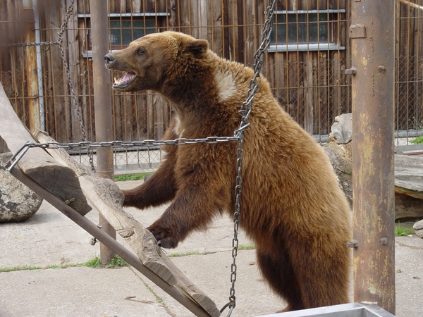 Akistata: jei anksčiau mešką buvo galima pamatyti tik zoologijos sode, tai dabar Lietuvos gyventojai šį plėšrūną gali sutikti ir miškuose.