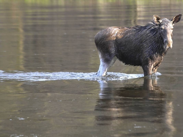Ugniagesiams iš tvenkinio teko vyti briedį
