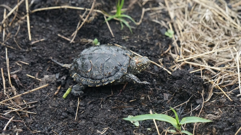 Iš Lietuvos zoologijos sodo prieglobsčio į gamtą sugrąžinta šešiolika balinių vėžliukų